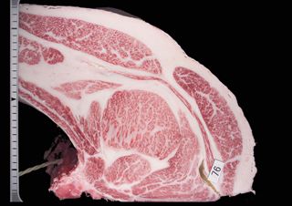 wagyu_20111212eda000.jpg